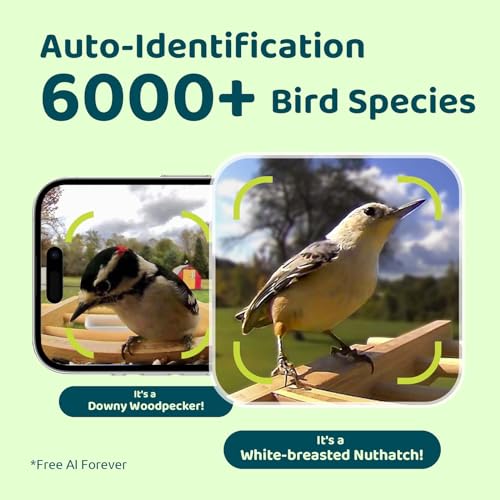 NETVUE Birdfy® AI Smart Bird Feeder Camera Solar Powered, Lifetime AI Identify 6000+ Bird Species & Motion Detection, Eco-friendly & Renewable Upgraded Bamboo Wood Bird Feeder Camera, Ideal Present