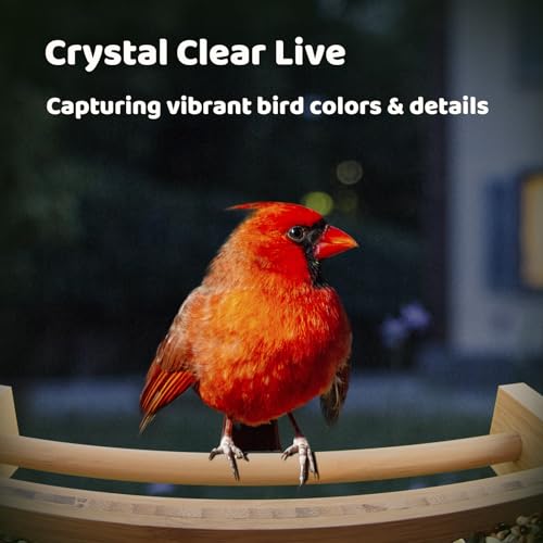 NETVUE Birdfy® AI Smart Bird Feeder Camera Solar Powered, Lifetime AI Identify 6000+ Bird Species & Motion Detection, Eco-friendly & Renewable Upgraded Bamboo Wood Bird Feeder Camera, Ideal Present