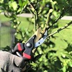 Titanium Garden Pruning Shears