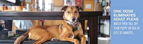 Oral Flea Treatment for Dogs, Fast Acting Tablets