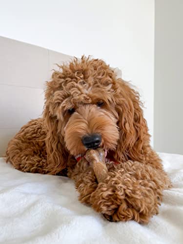 Nylabone Healthy Edibles Bacon Flavored Dog Chews