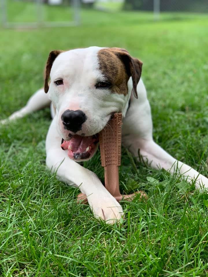 SPOT Bam-bones PLUS T Bone - Durable Dog Chew