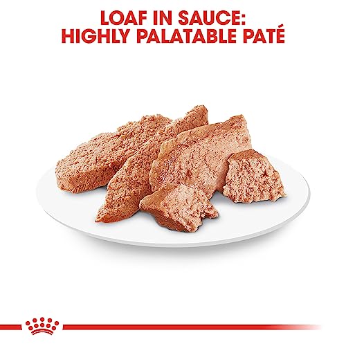 Royal Canin Yorkshire Terrier Adult Wet Dog Food, 3 oz (24-pack)