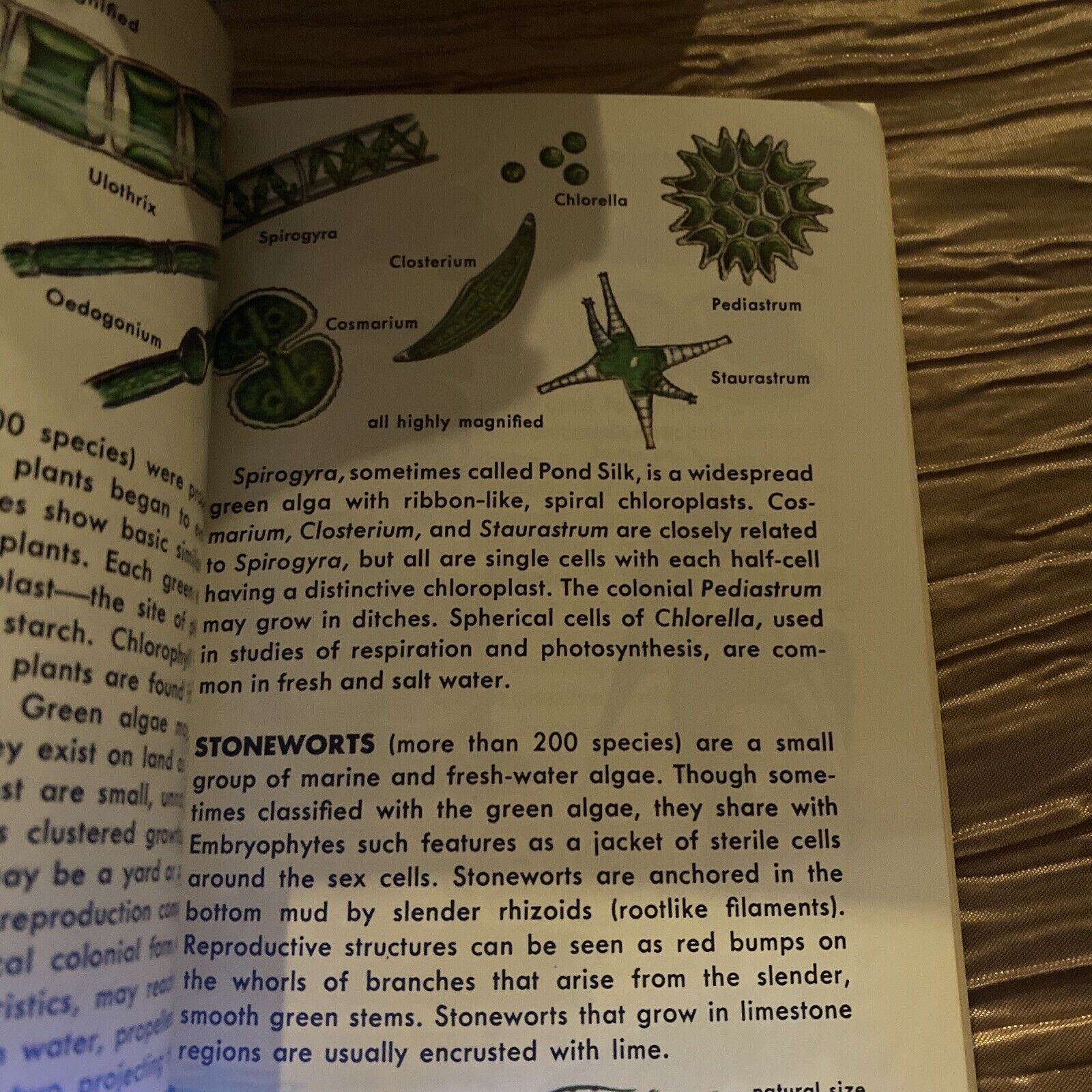 Golden Guide: Non-Flowering Plants 1967