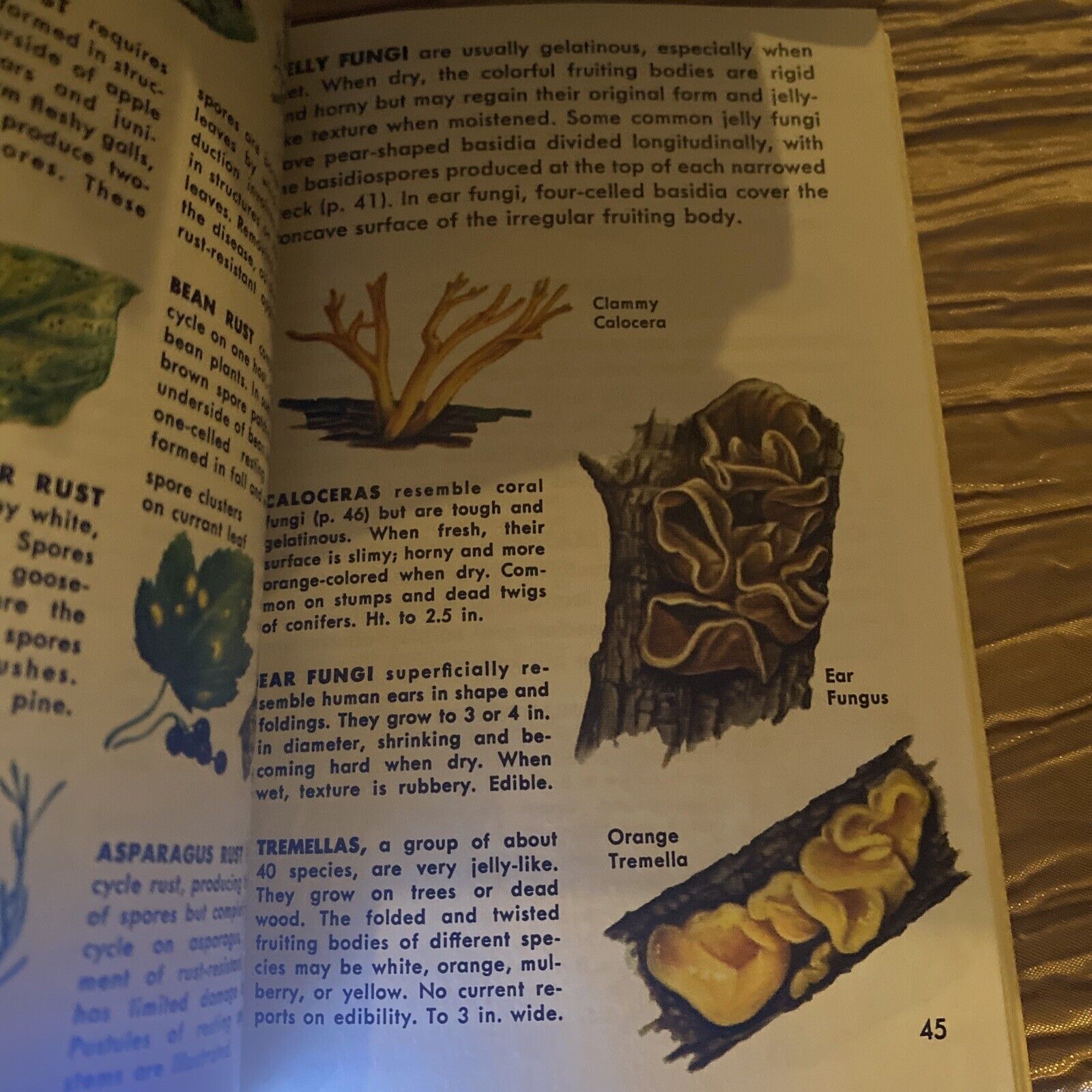 Golden Guide: Non-Flowering Plants 1967