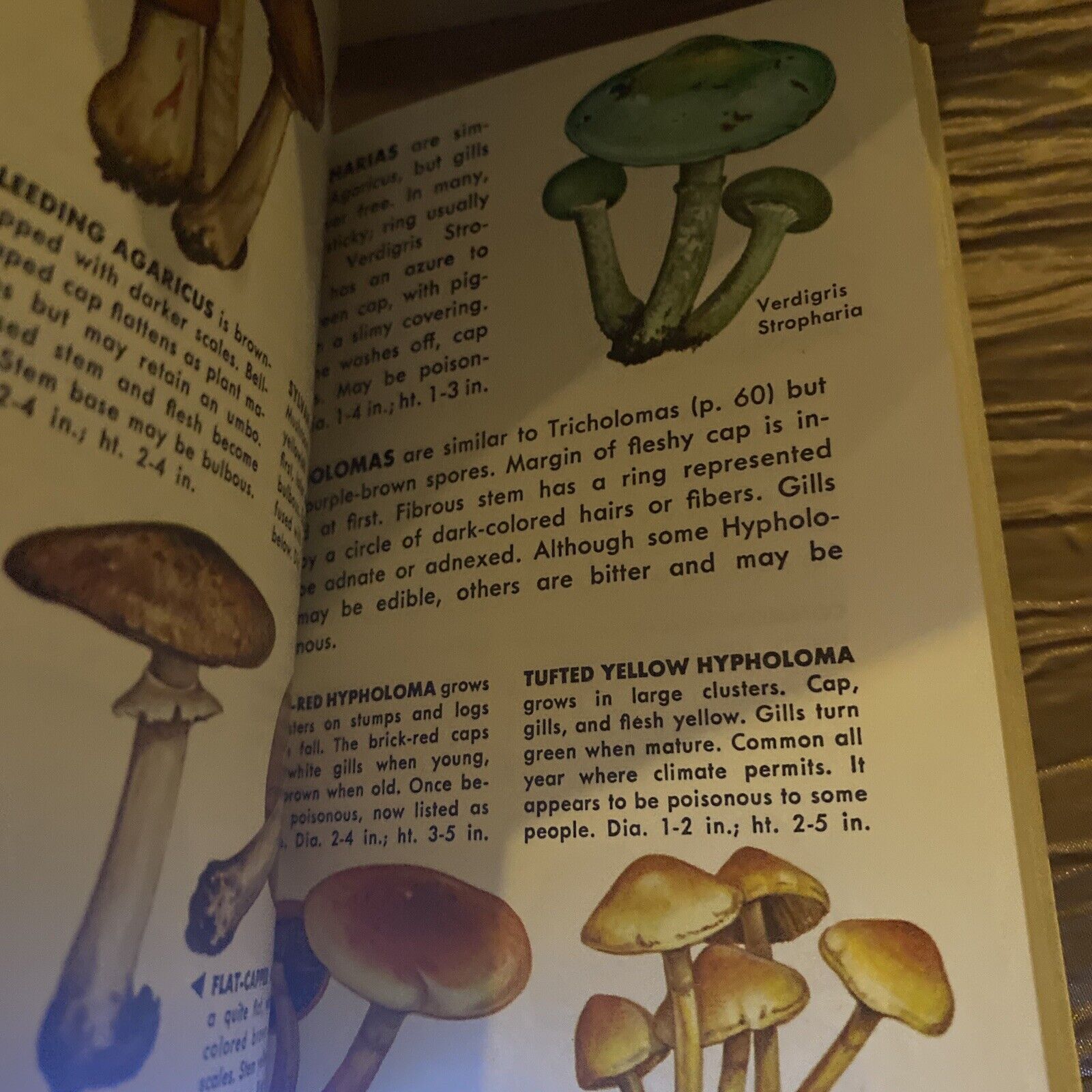 Golden Guide: Non-Flowering Plants 1967