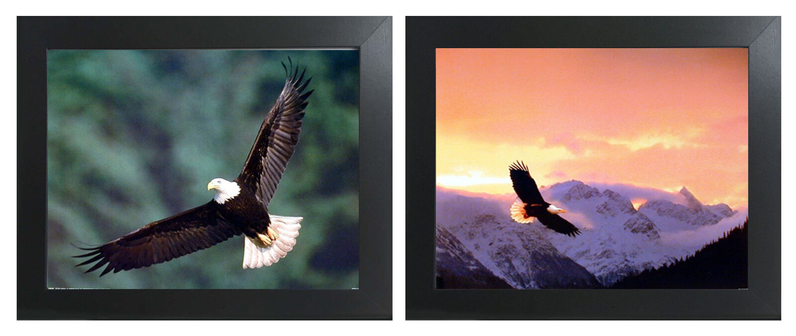 Dino Art Print Set in Framed Frames