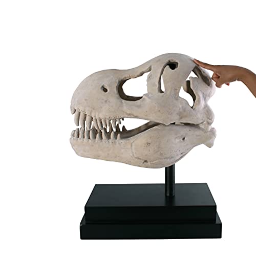 T-Rex Fossil Statue on Museum Mount