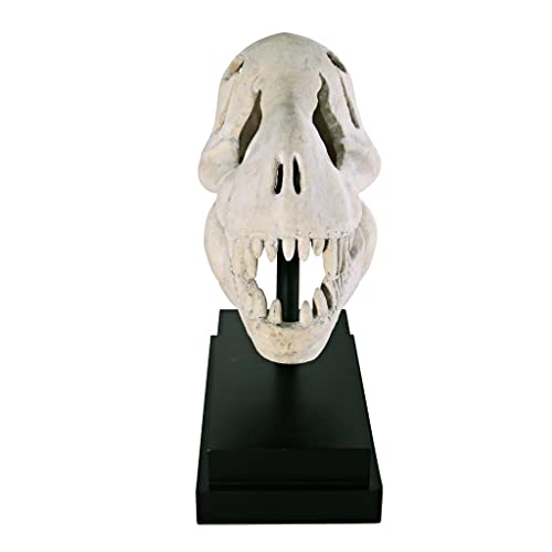 T-Rex Fossil Statue on Museum Mount