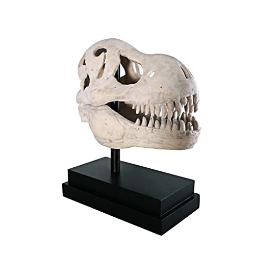 T-Rex Fossil Statue on Museum Mount