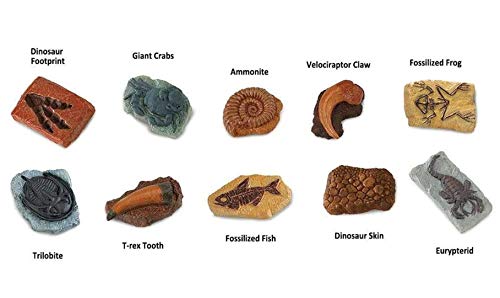 10 Ancient Fossils Toy Figurines TOOB