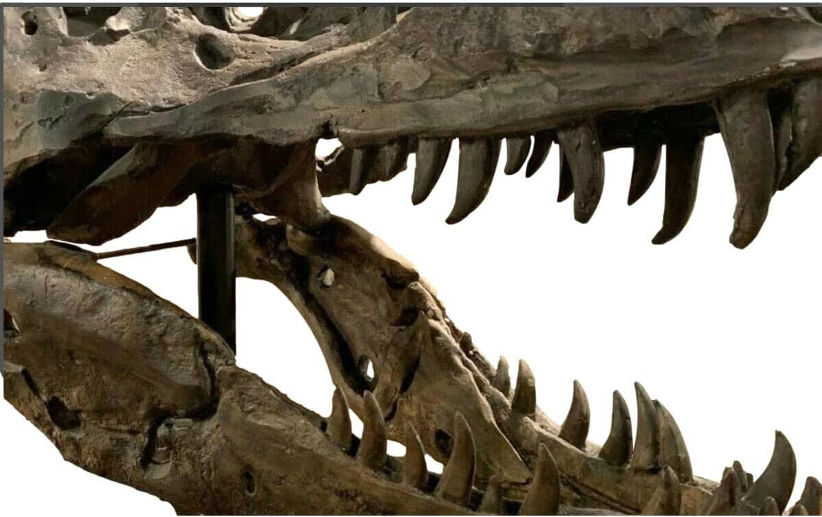 Prehistoric T-Rex Skull Sculpture