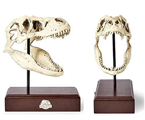 Realistic TRex Skull Replica - Home & Office Decor