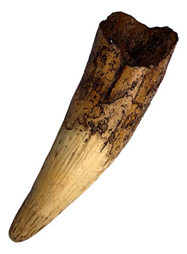 6.5" Spinosaurus Tooth Replica - Museum Quality