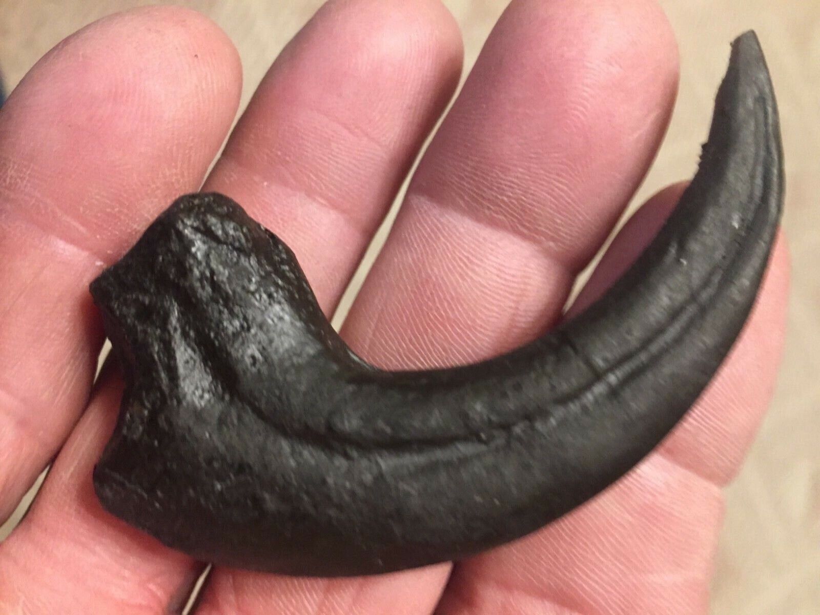 Jurassic Raptor Claw Fossil Replica Dino Relic