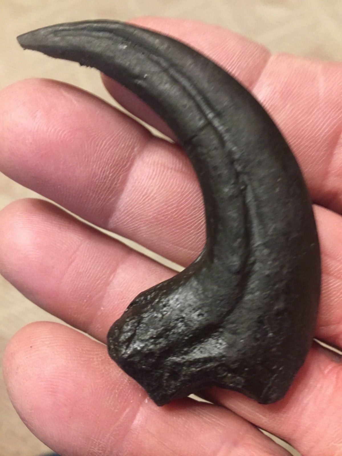 Jurassic Raptor Claw Fossil Replica Dino Relic