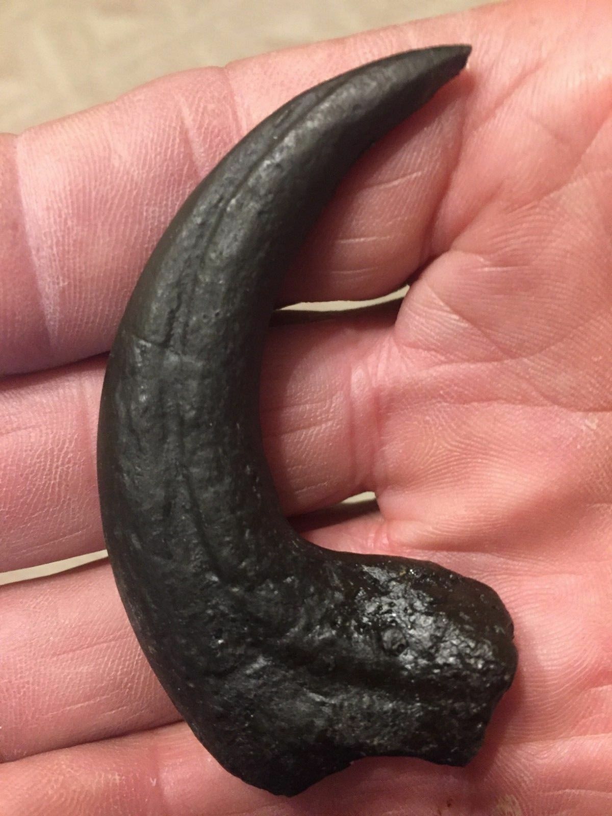 Jurassic Raptor Claw Fossil Replica Dino Relic