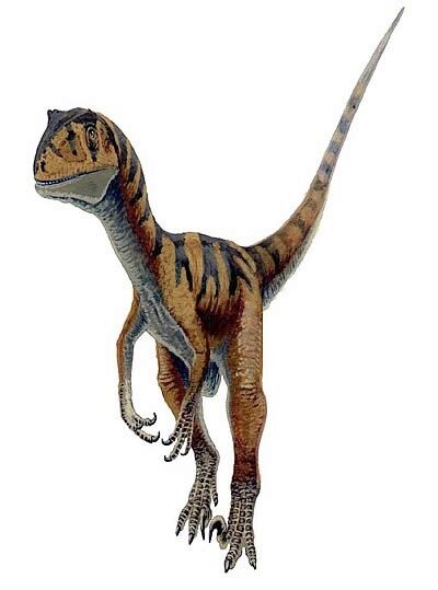 Jurassic Raptor Claw Fossil Replica Dino Relic