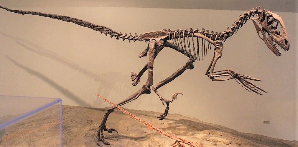 Jurassic Raptor Claw Fossil Replica Dino Relic