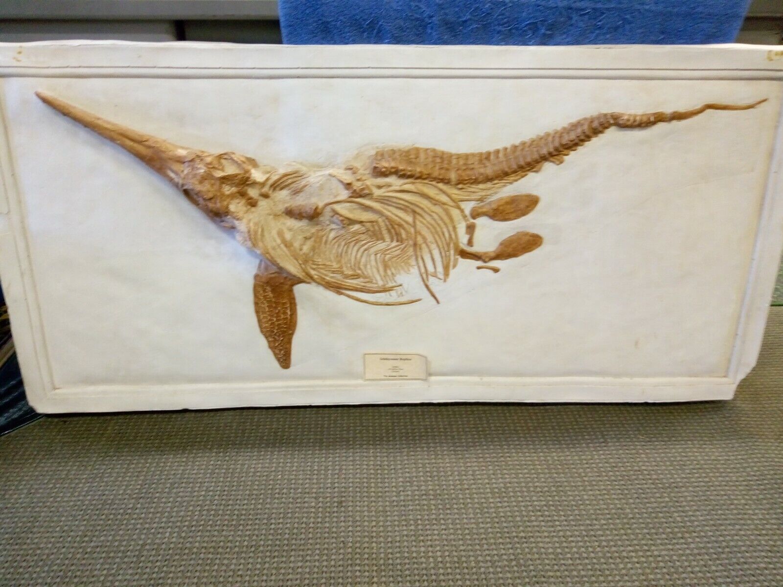 Ichthyosaur Dinosaur Replica 55" Cast Mold Model Museum Display 