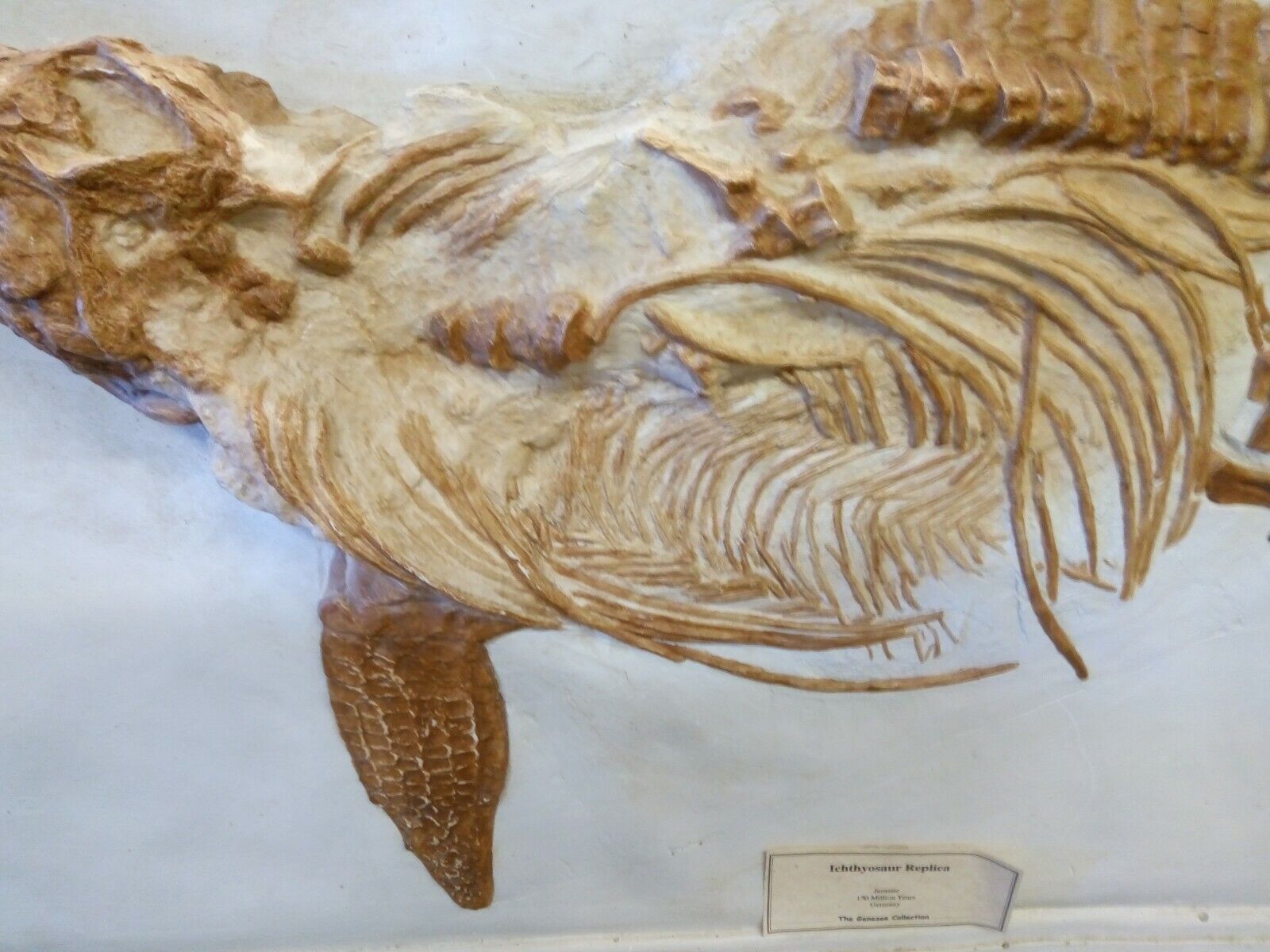 Ichthyosaur Dinosaur Replica 55" Cast Mold Model Museum Display 