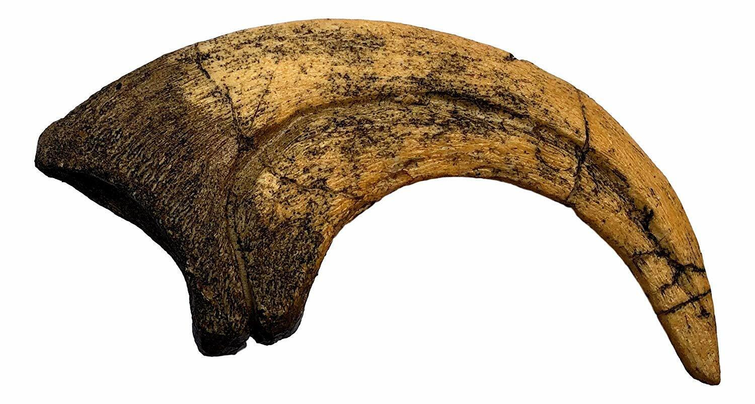 Deinonychus Raptor Claw Replica - Museum Quality