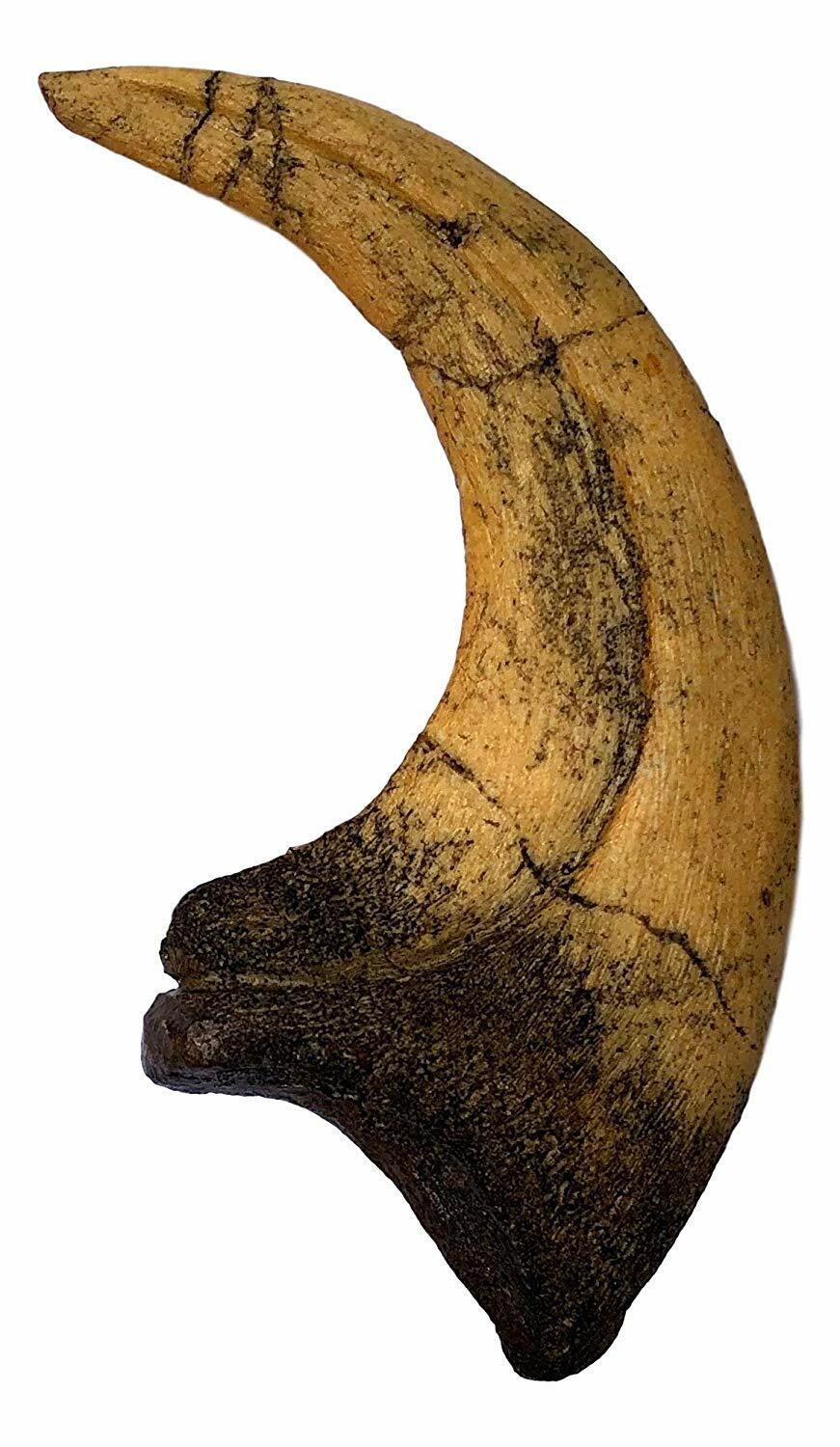Deinonychus Raptor Claw Replica - Museum Quality