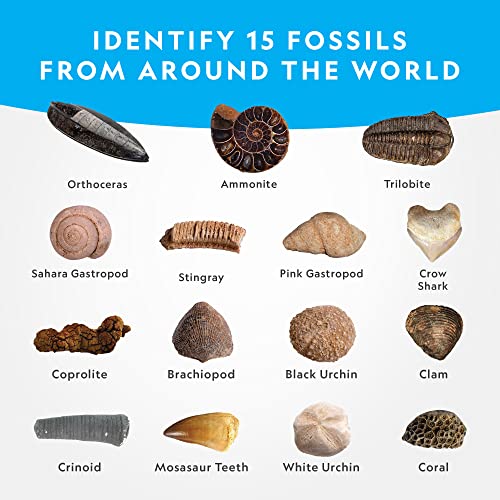 NATIONAL GEOGRAPHIC Mega Fossil Dig Kit - Excavate 15 Prehistoric Fossils Including Dinosaur Bones & Shark Teeth, Educational Toys, Great Science Kit Gift for Girls and Boys (Amazon Exclusive)