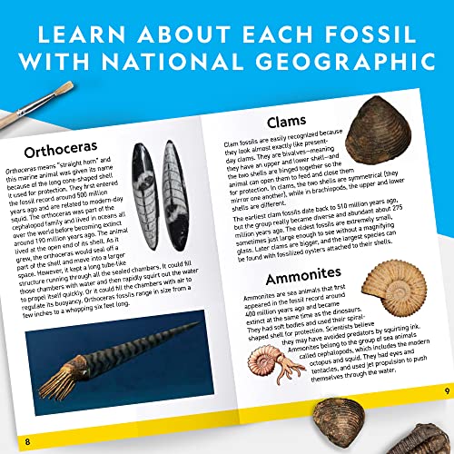 NATIONAL GEOGRAPHIC Mega Fossil Dig Kit - Excavate 15 Prehistoric Fossils Including Dinosaur Bones & Shark Teeth, Educational Toys, Great Science Kit Gift for Girls and Boys (Amazon Exclusive)