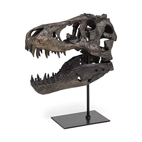 T Rex Skull, Dinosaur Bones Resin Replica Head Sculptures with Bracket Tyrannosaurus Teaching Skeleton Statue Model for Home Office Decor Bookshelf Shelf Display, Holiday Birthday Gift for Adults