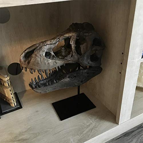 T Rex Skull, Dinosaur Bones Resin Replica Head Sculptures with Bracket Tyrannosaurus Teaching Skeleton Statue Model for Home Office Decor Bookshelf Shelf Display, Holiday Birthday Gift for Adults