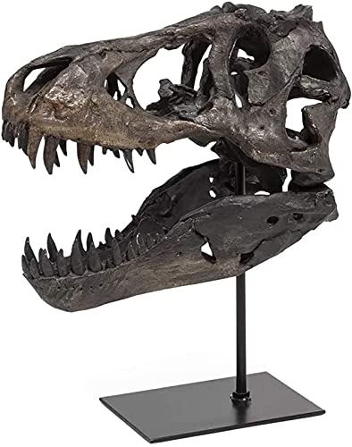 T Rex Skull, Dinosaur Bones Resin Replica Head Sculptures with Bracket Tyrannosaurus Teaching Skeleton Statue Model for Home Office Decor Bookshelf Shelf Display, Holiday Birthday Gift for Adults