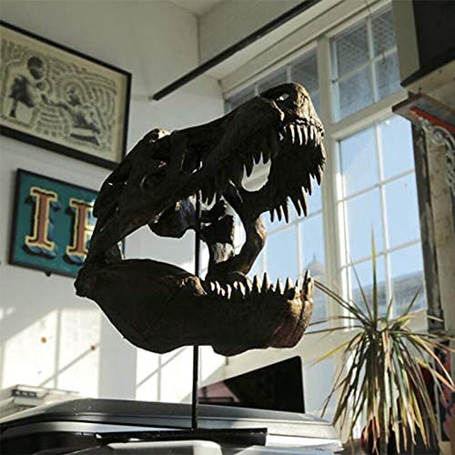 T Rex Skull, Dinosaur Bones Resin Replica Head Sculptures with Bracket Tyrannosaurus Teaching Skeleton Statue Model for Home Office Decor Bookshelf Shelf Display, Holiday Birthday Gift for Adults