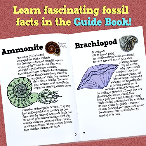 Prehistoric Fossil Dig Kit for Kids