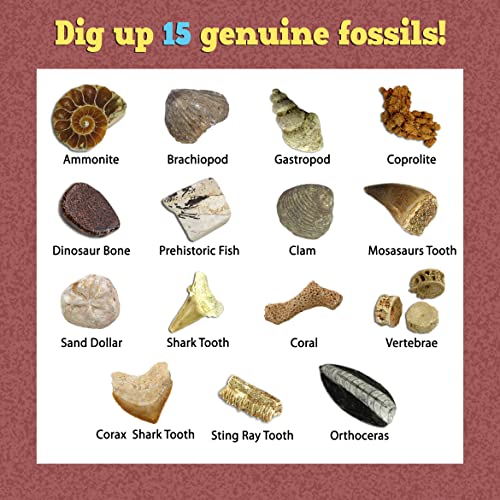 Prehistoric Fossil Dig Kit for Kids