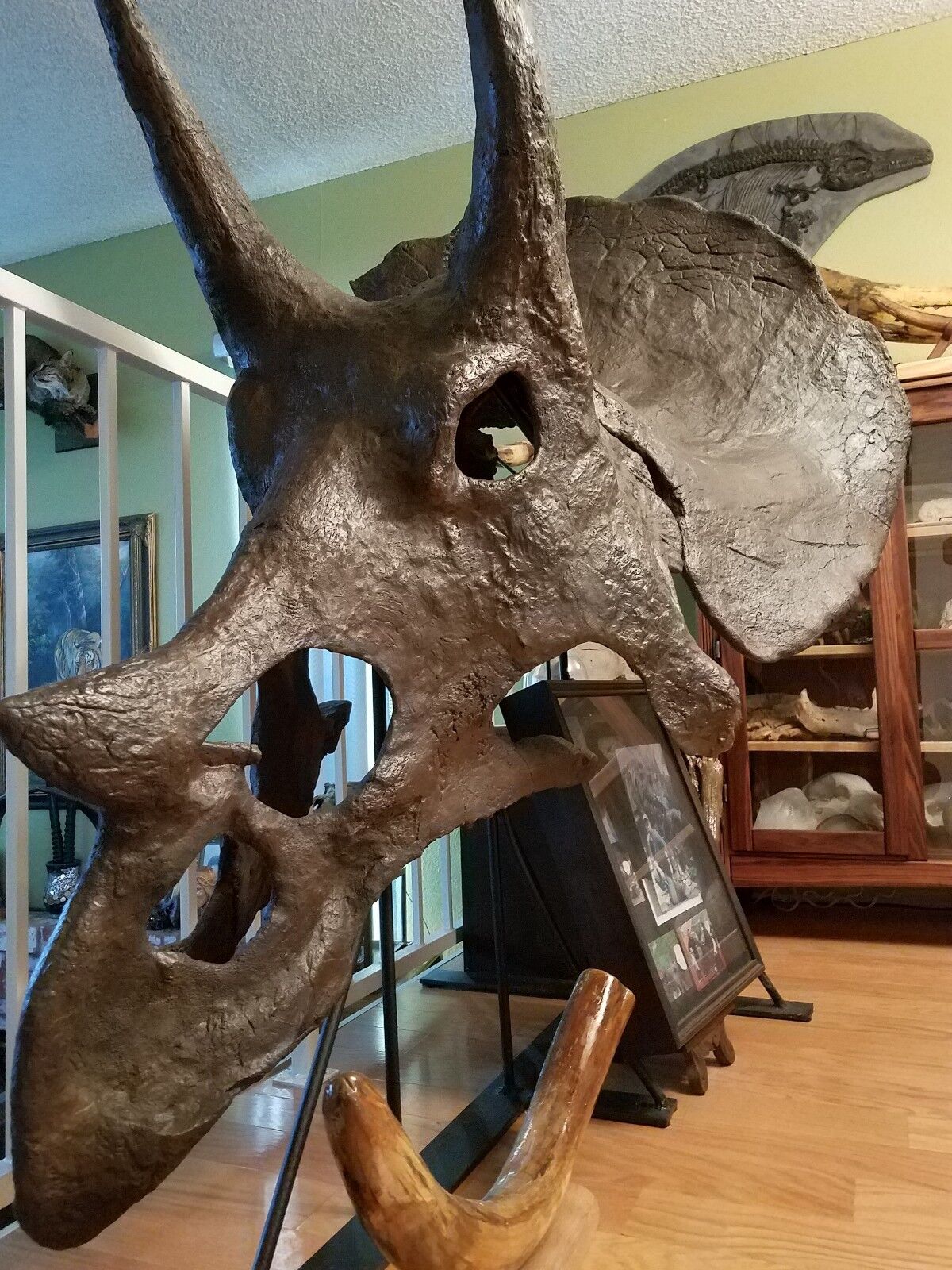 Genuine TRICERATOPS prorsus DINOSAUR SKULL FOSSIL w/ COA