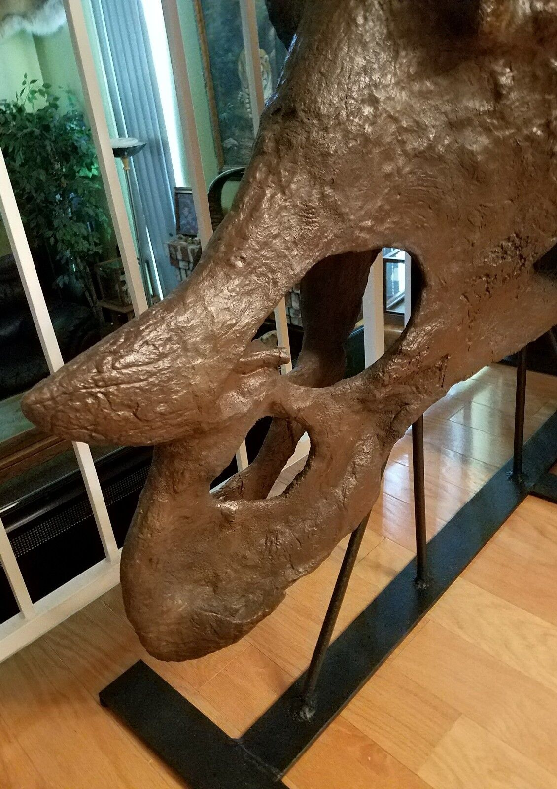 Genuine TRICERATOPS prorsus DINOSAUR SKULL FOSSIL w/ COA