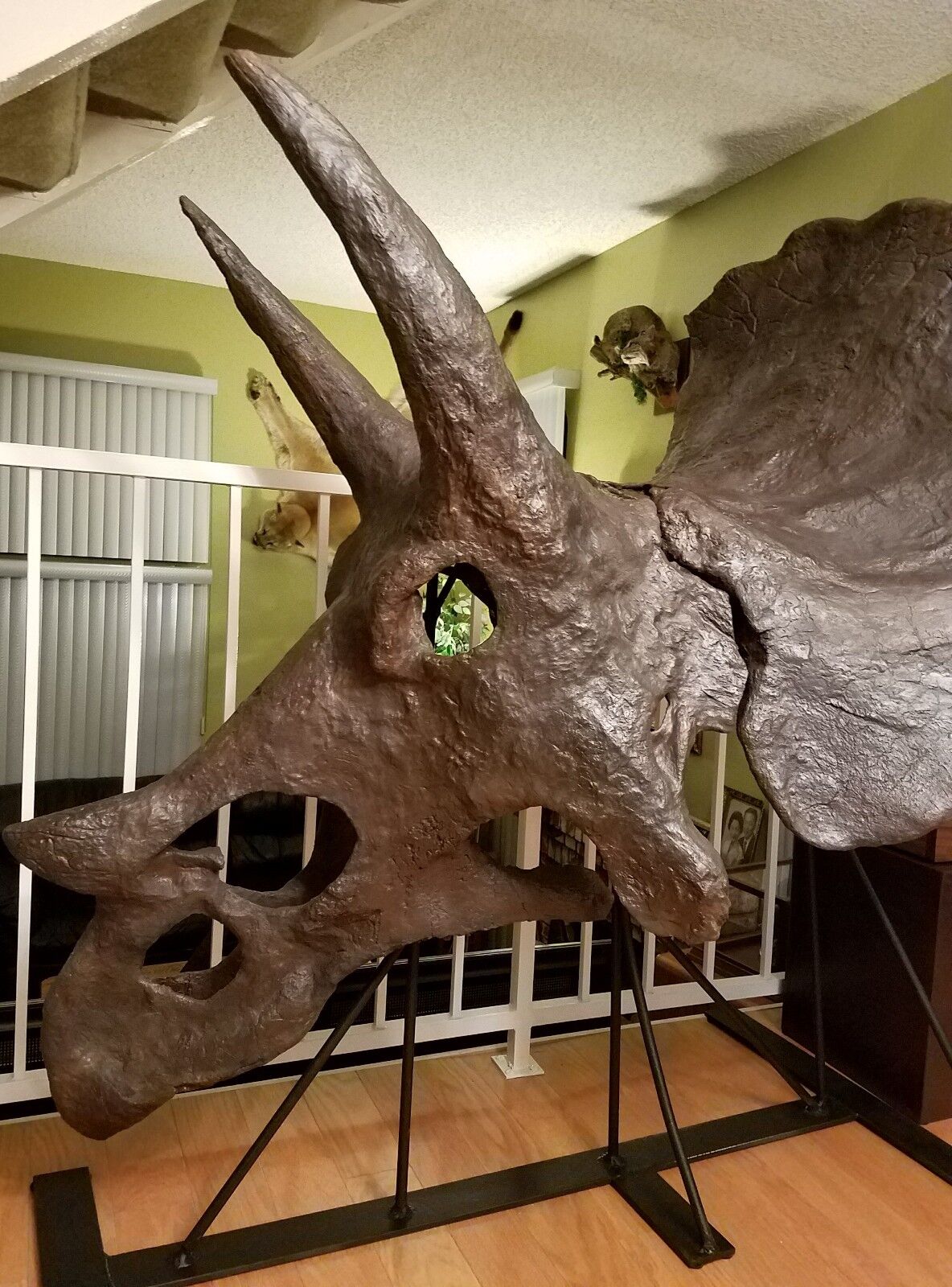 Genuine TRICERATOPS prorsus DINOSAUR SKULL FOSSIL w/ COA