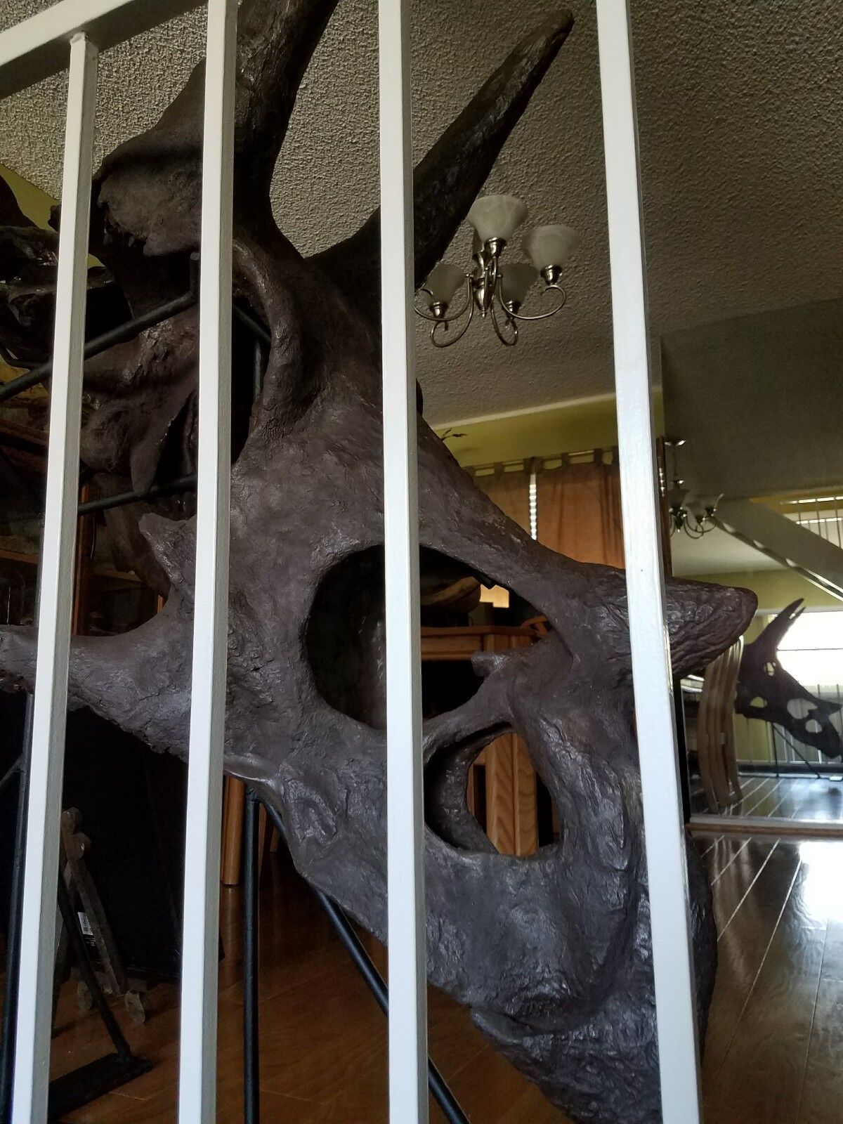 Genuine TRICERATOPS prorsus DINOSAUR SKULL FOSSIL w/ COA