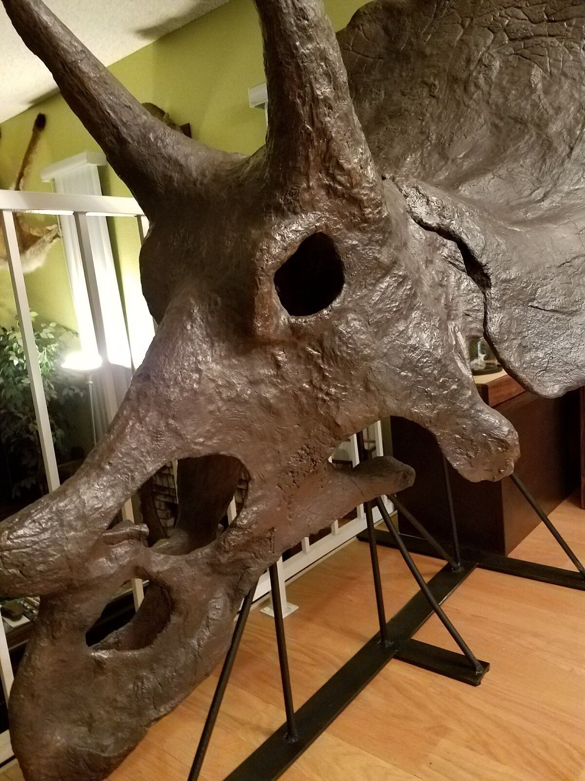 Genuine TRICERATOPS prorsus DINOSAUR SKULL FOSSIL w/ COA