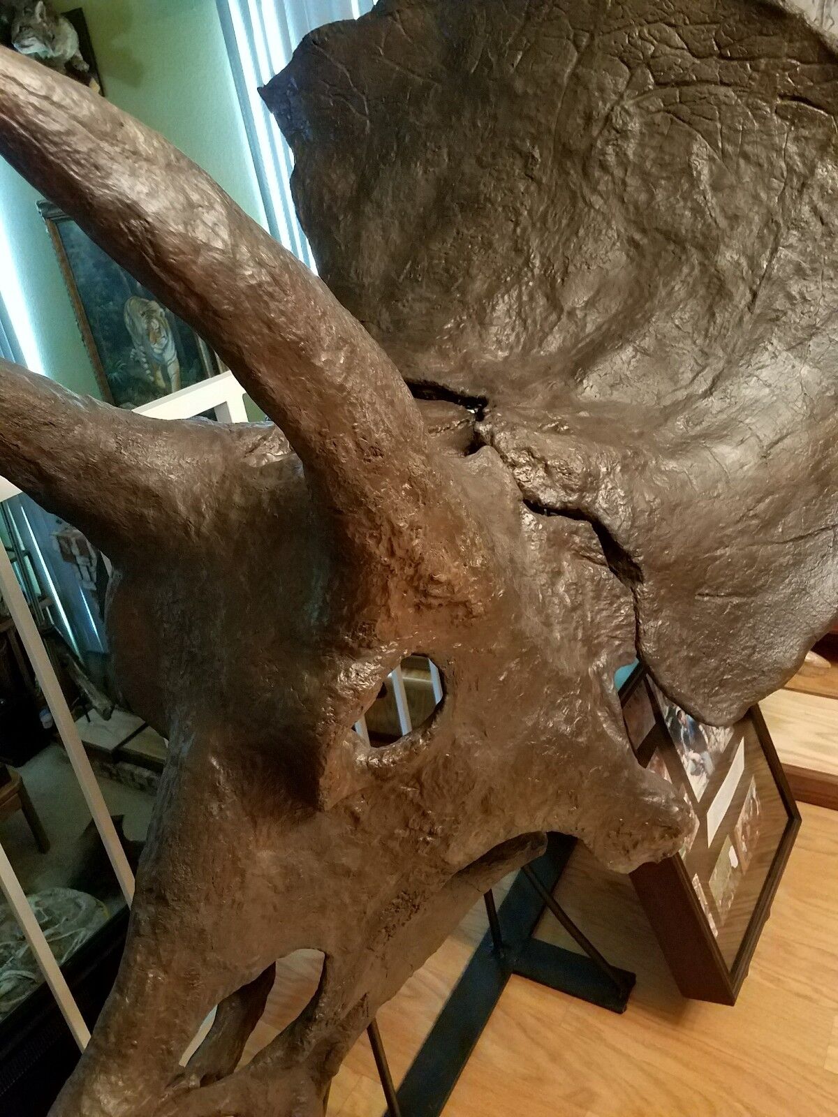Genuine TRICERATOPS prorsus DINOSAUR SKULL FOSSIL w/ COA