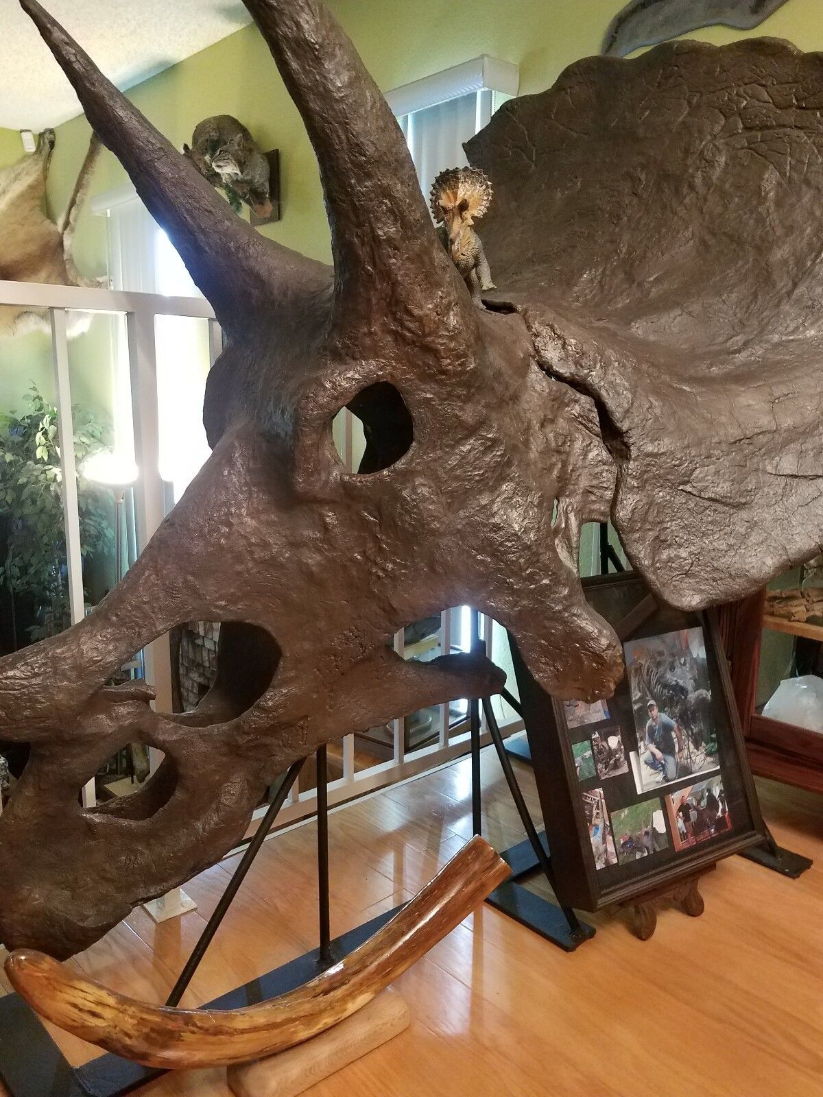 Genuine TRICERATOPS prorsus DINOSAUR SKULL FOSSIL w/ COA