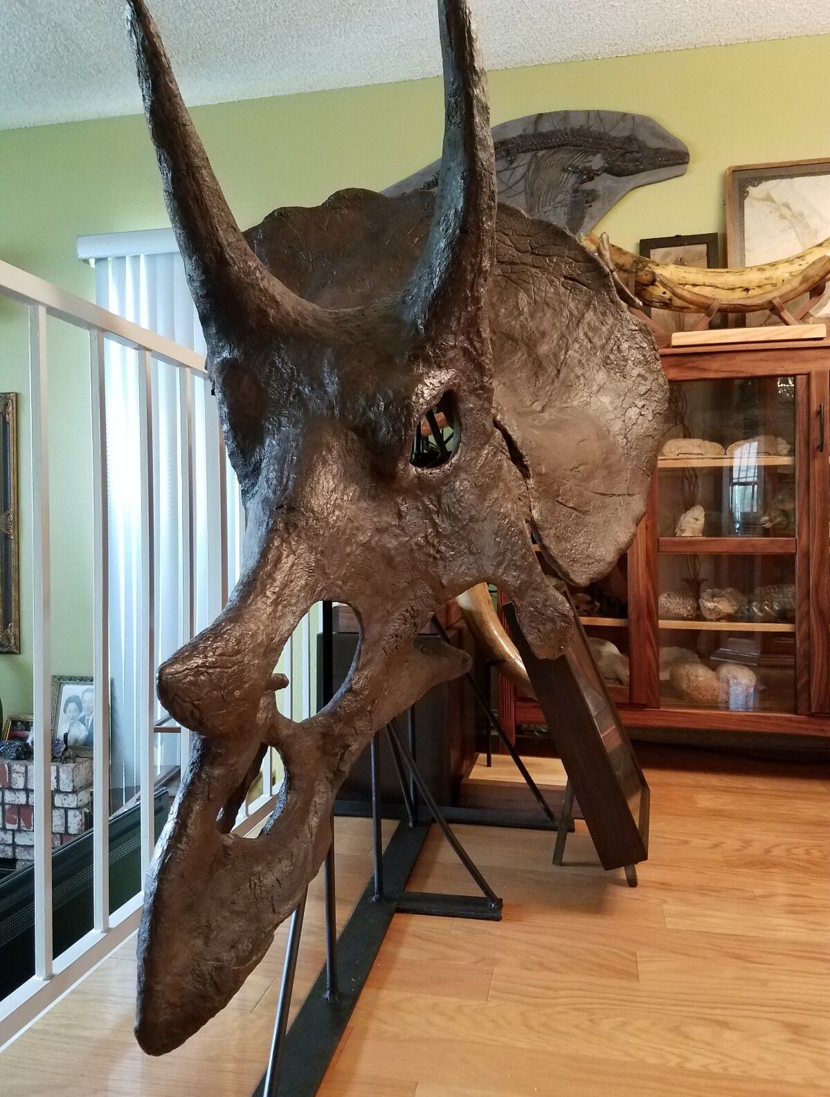 Genuine TRICERATOPS prorsus DINOSAUR SKULL FOSSIL w/ COA