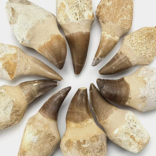 Moroccan Mosasaur Tooth for Fossil Collection & Education