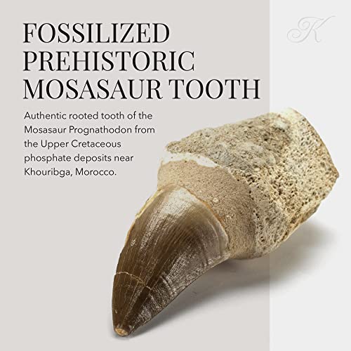 Moroccan Mosasaur Tooth for Fossil Collection & Education