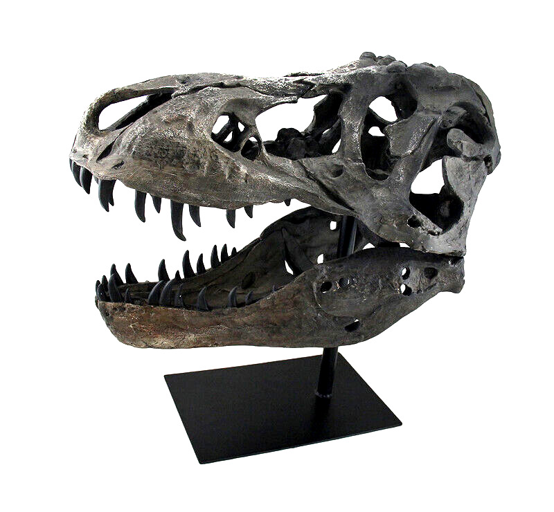 Large T-Rex Skull Sculpture for Dinosaur Lovers