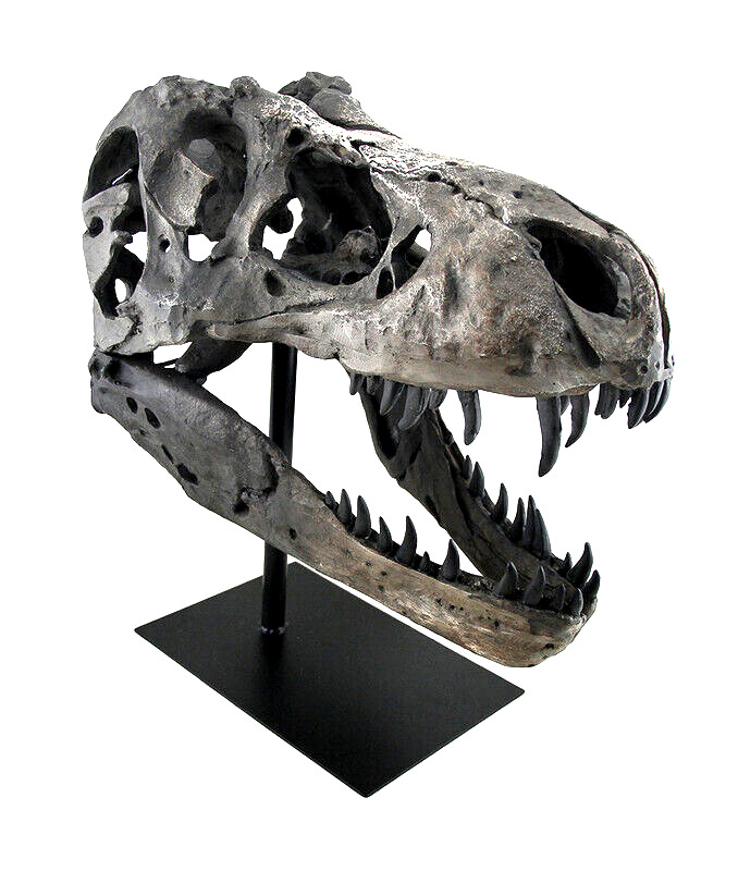 Large T-Rex Skull Sculpture for Dinosaur Lovers