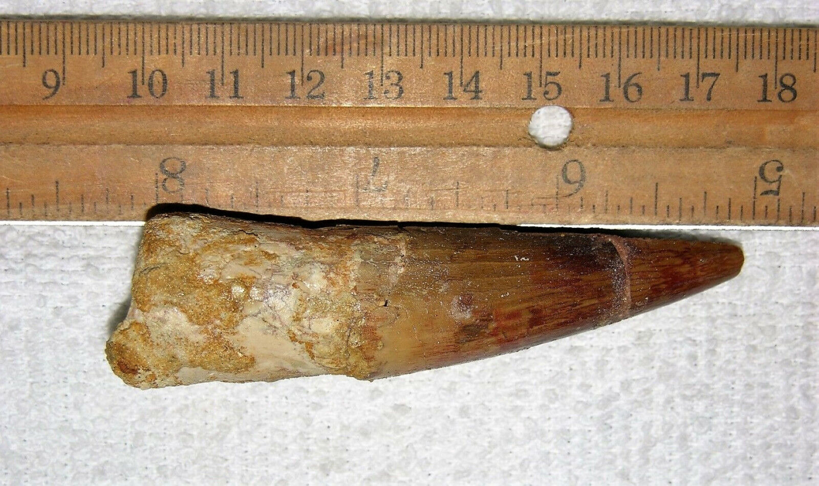 Spinosaurus Tooth Fossil - 3" Long Extinct Relic