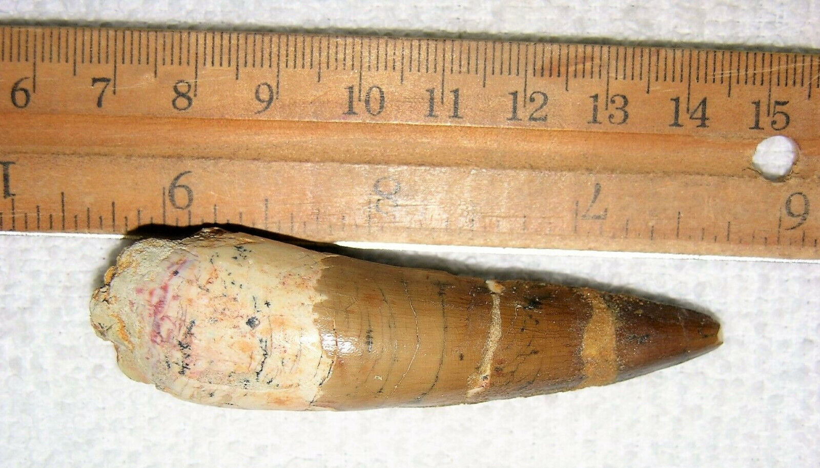 Spinosaurus Tooth Fossil - 3" Long Extinct Relic