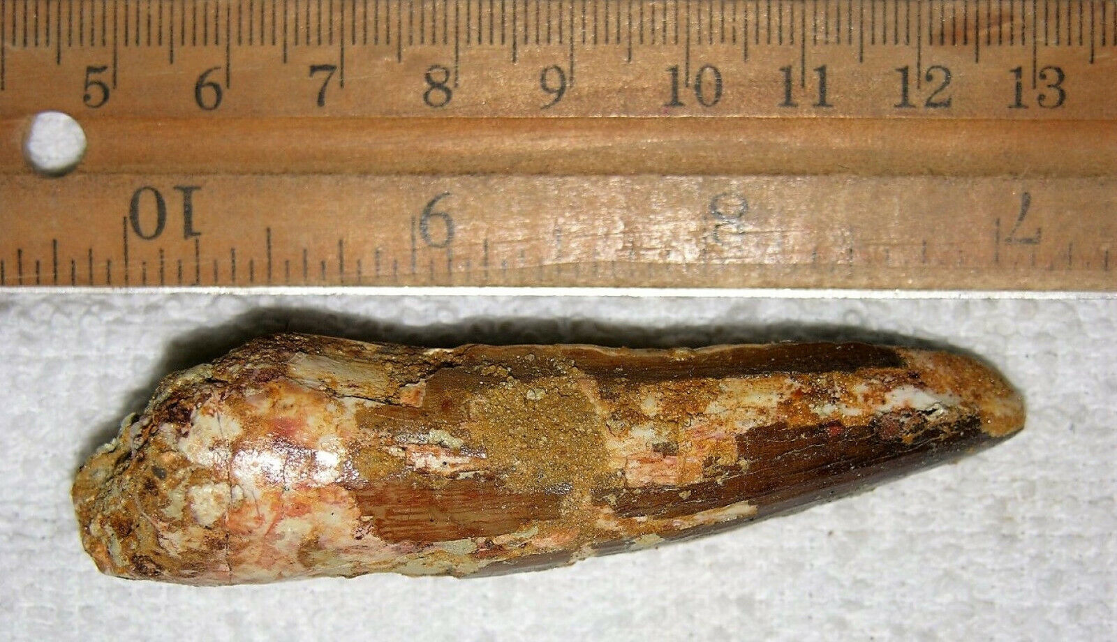 Spinosaurus Tooth Fossil - 3" Long Extinct Relic
